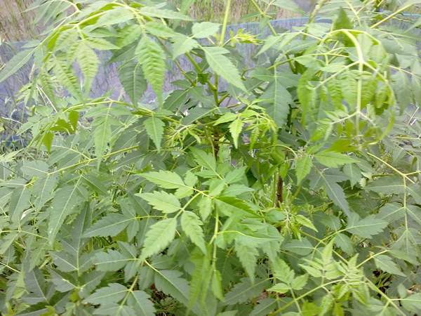 苦楝苗，苦楝樹