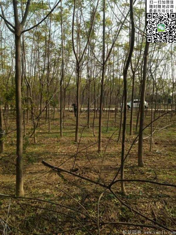 苦楝苗，苦楝樹