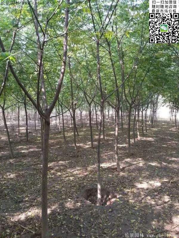 苦楝苗，苦楝樹