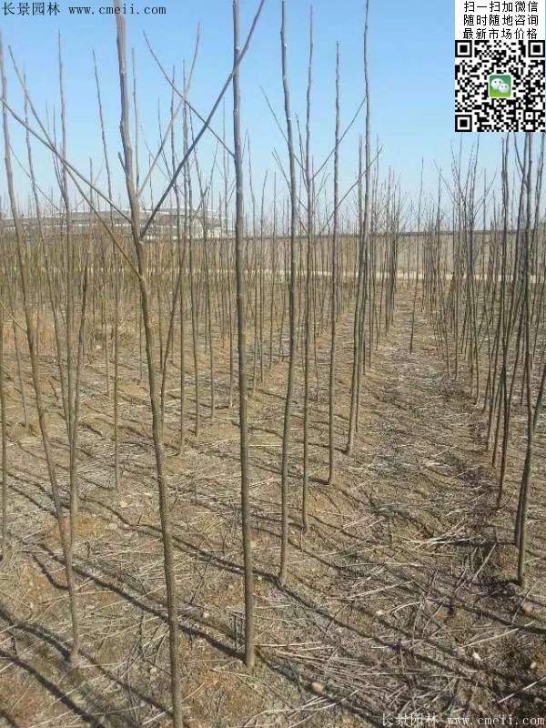 苦楝苗，苦楝樹