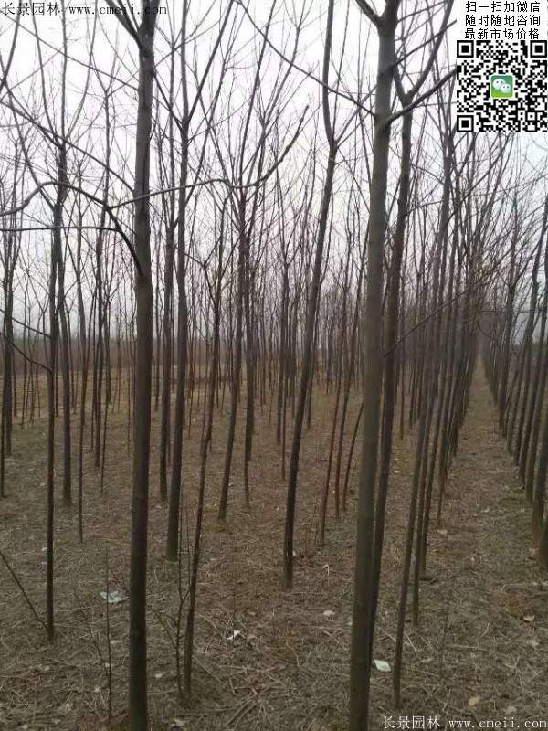 苦楝苗，苦楝樹