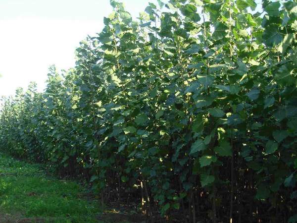 楊樹苗多少錢一棵?