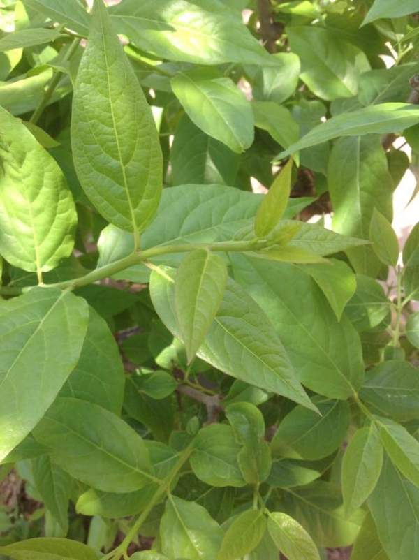 華東臘梅樹批發(fā) 華東臘梅樹批發(fā)