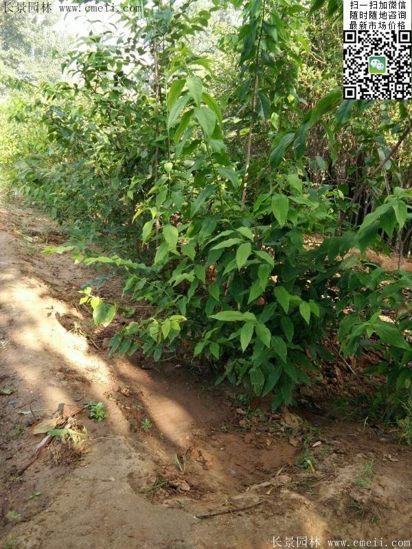 華東臘梅樹批發(fā) 華東臘梅樹批發(fā)