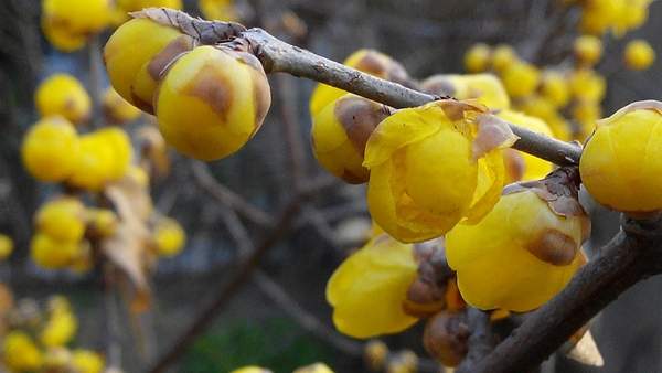 華東臘梅樹批發(fā) 華東臘梅樹批發(fā)