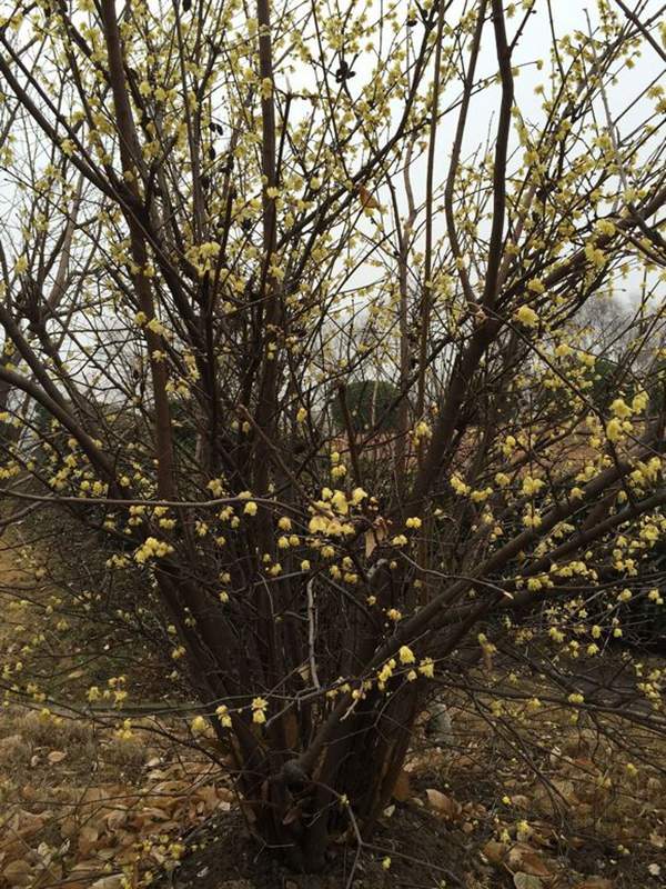 臘梅樹(shù) 臘梅樹(shù)