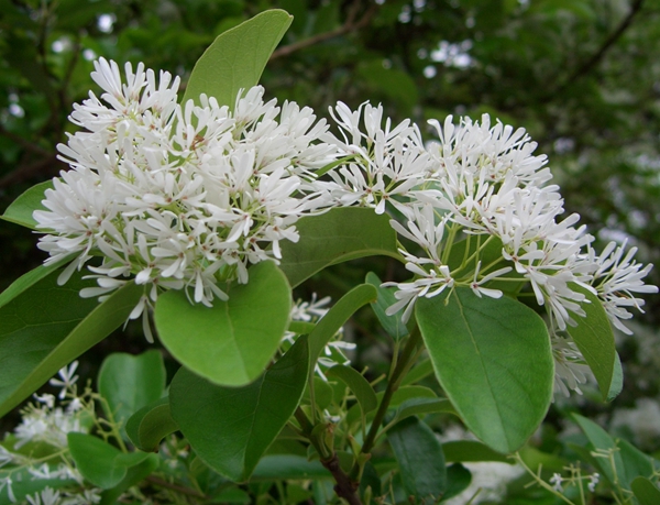 沭陽(yáng)流蘇樹