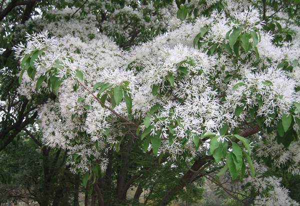 沭陽(yáng)流蘇樹(shù)