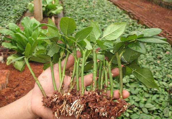 玫瑰花修剪 玫瑰花修剪