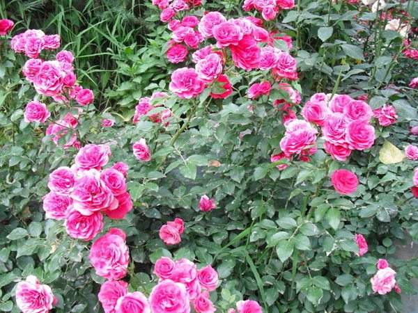 藤本月季花語(yǔ)是什么？