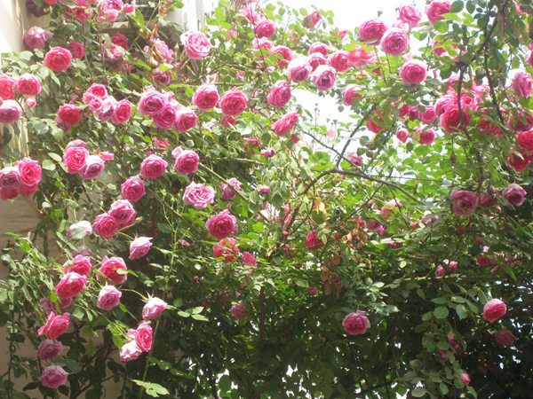 藤本月季花語(yǔ)是什么？