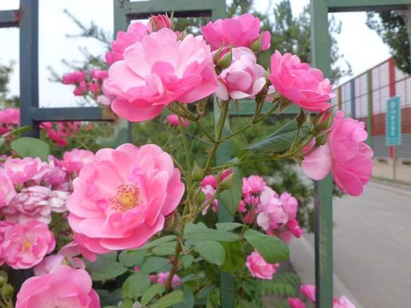 藤本月季花語(yǔ)是什么？