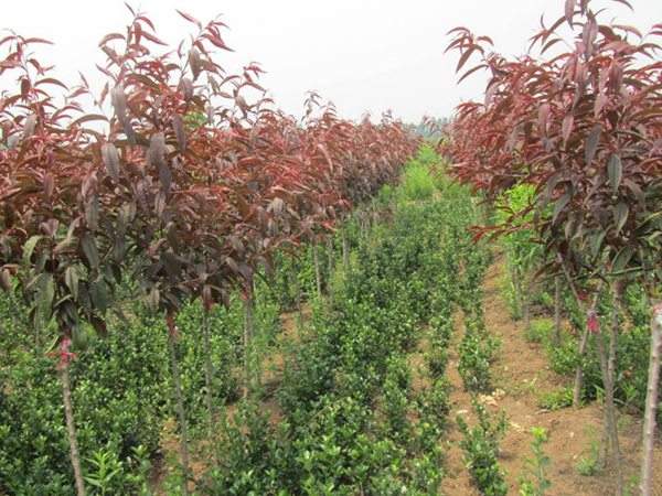 紅葉碧桃種植方法匯總！