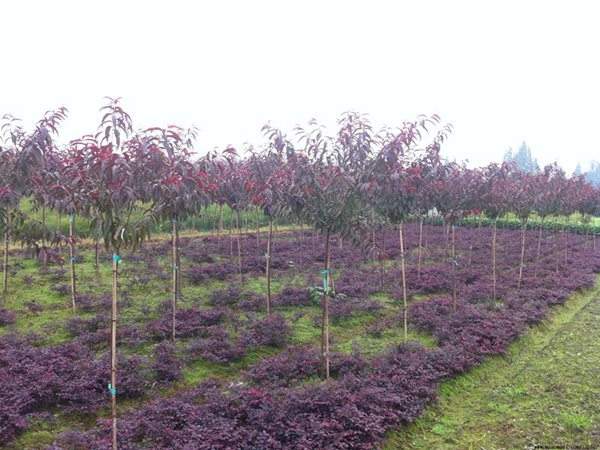 紅葉碧桃種植方法匯總！