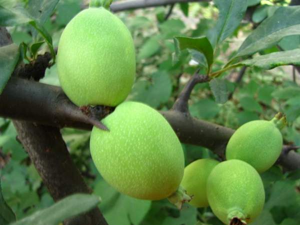 木瓜樹綠化、經(jīng)濟價值