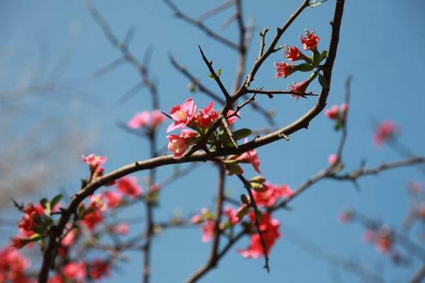 木瓜樹綠化、經(jīng)濟價值