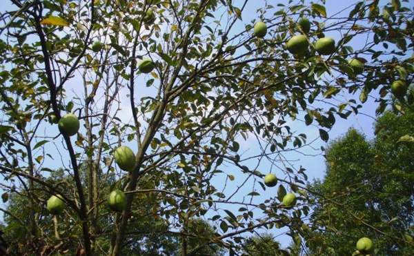 木瓜樹綠化、經(jīng)濟價值