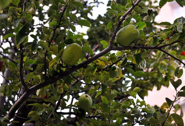 沭陽(yáng)的木瓜樹(shù)