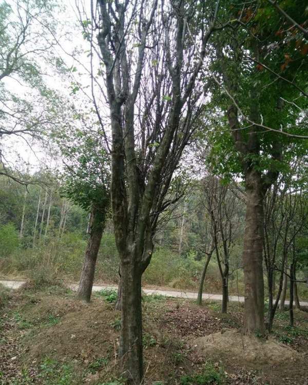 木瓜樹(shù)品種 木瓜樹(shù)品種