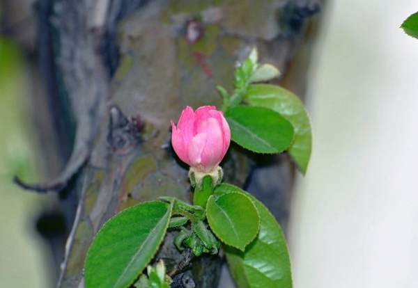 木瓜樹(shù)品種 木瓜樹(shù)品種