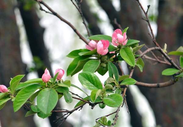 木瓜樹(shù)品種 木瓜樹(shù)品種