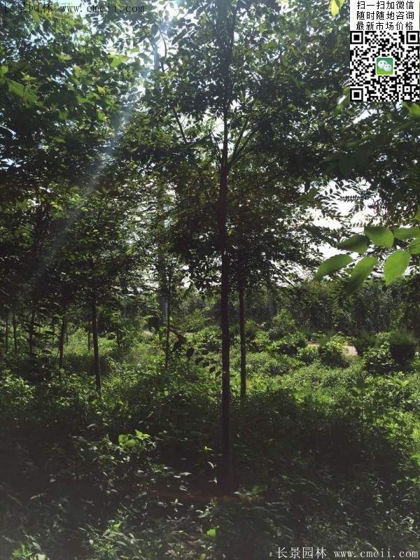 櫸樹哪里便宜？麻煩推薦一家大型，有誠信的單位！