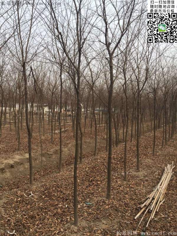 便宜的櫸樹(shù)