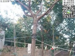 都是傲嬌的流蘇樹(shù)，只賣(mài)呆萌的價(jià)格