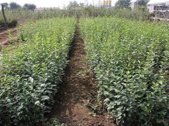 16年下半年流蘇樹(shù)價(jià)格走勢(shì)怎么樣，現(xiàn)價(jià)格在是多