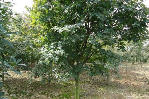 沭陽(yáng)青楓樹(shù)的價(jià)格 沭陽(yáng)青楓樹(shù)的價(jià)格