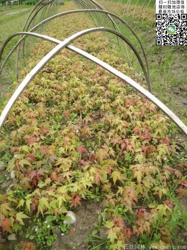 青楓樹價格 青楓樹價格