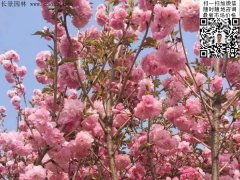 早櫻、晚櫻都是櫻，但你知道那款櫻花是最被看