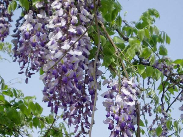 紫藤花、葉