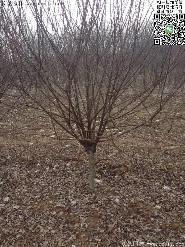 沭陽榆葉梅的價(jià)格