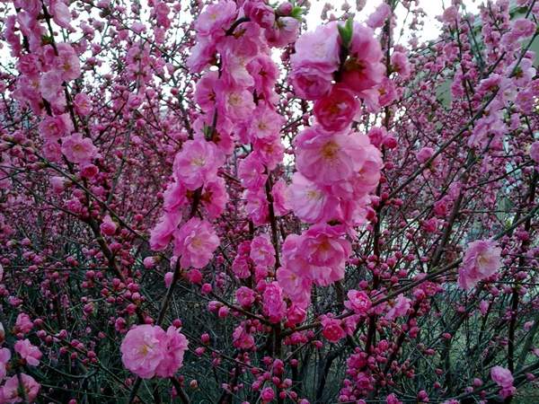 沭陽(yáng)榆葉梅規(guī)格 沭陽(yáng)榆葉梅規(guī)格