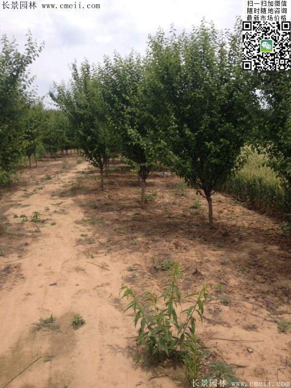 沭陽(yáng)榆葉梅規(guī)格 沭陽(yáng)榆葉梅規(guī)格