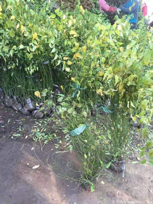 棣棠花產(chǎn)地