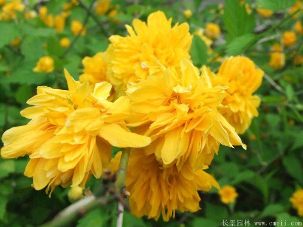 江蘇棣棠花價(jià)格