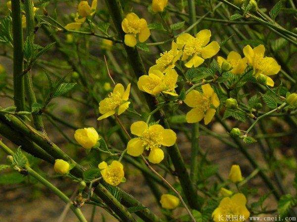 沭陽(yáng)單重瓣棣棠花價(jià)格