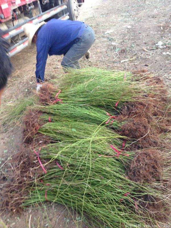 沭陽單重瓣棣棠花價(jià)格 沭陽單重瓣棣棠花價(jià)格