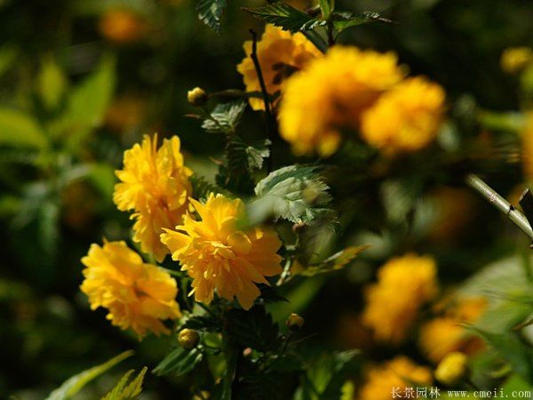 沭陽棣棠花 沭陽棣棠花