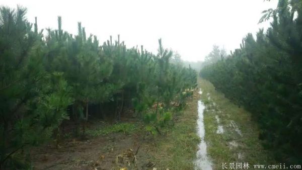 沭陽的黑松樹 沭陽的黑松樹