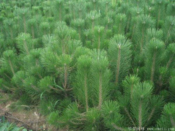 優(yōu)質(zhì)黑松樹 優(yōu)質(zhì)黑松樹
