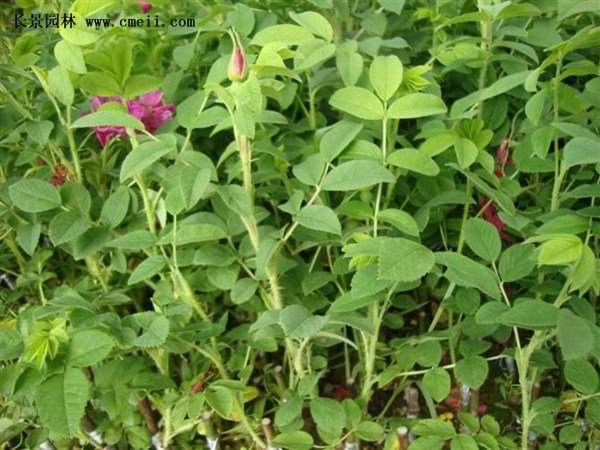 物美價(jià)廉的食用玫瑰在哪買？