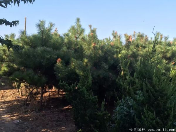 沭陽黑松的規(guī)格 沭陽黑松的規(guī)格