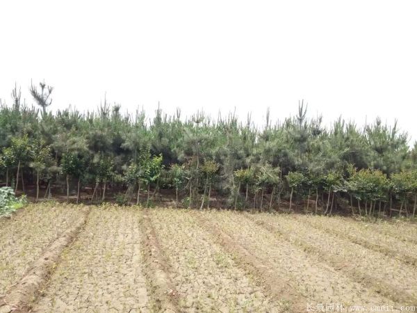 沭陽黑松的規(guī)格 沭陽黑松的規(guī)格