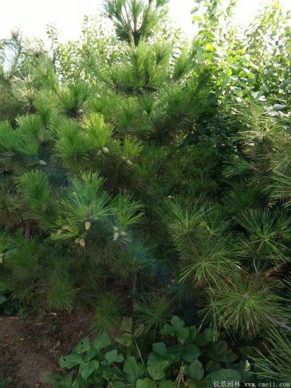 沭陽2-8公分直徑的黑松樹 沭陽2-8公分直徑的黑松樹