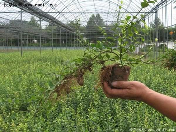 沭陽(yáng)扶芳藤