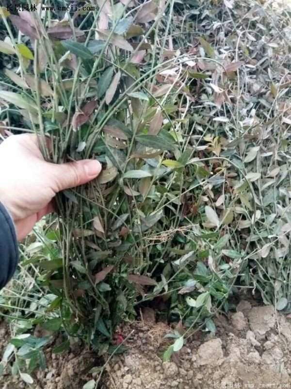 扶芳藤基地 扶芳藤基地