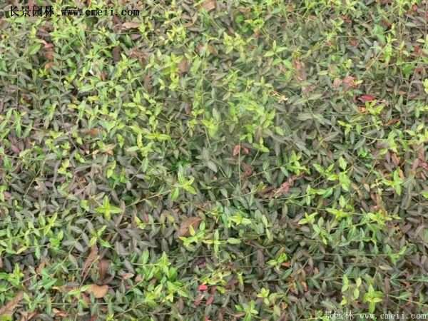 扶芳藤綠化 扶芳藤綠化